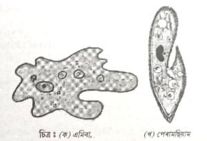 কোষ গঠন আৰু কাৰ্য Class 8
