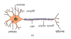 Neuron