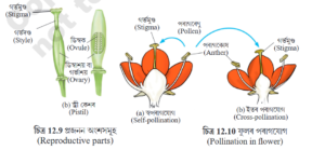 reproduction part of planet